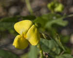 Hairy cowpea